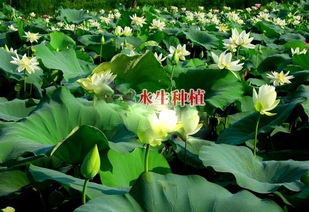 北京新科水产直销 一站式水族与水生花卉供应商